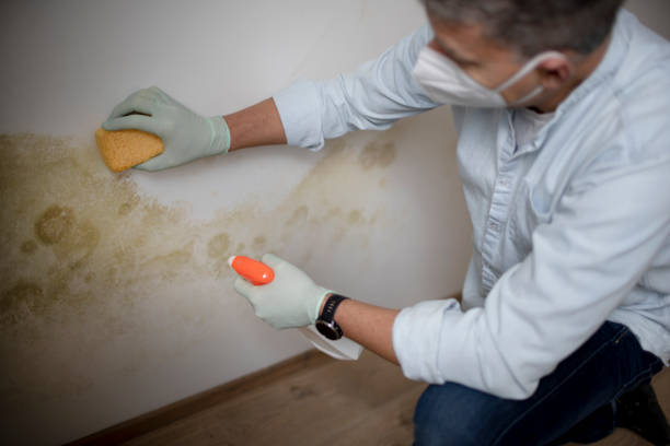 Best Post-Flood Mold Remediation in Preston Heights, IL