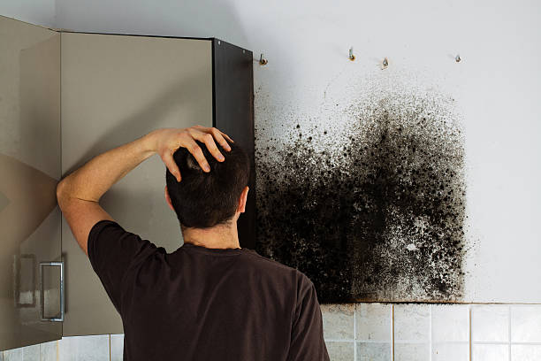 Best Industrial Mold Remediation in Preston Heights, IL