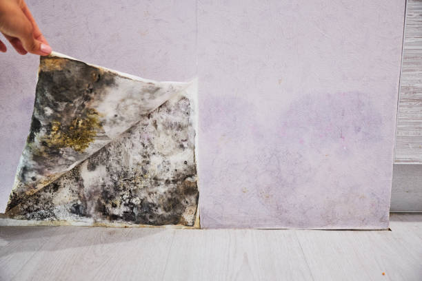Best Emergency Mold Remediation in Preston Heights, IL